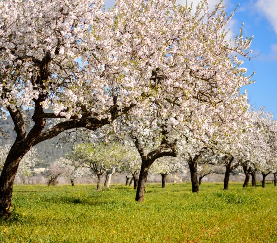 Almond trees in Ibiza, Spain